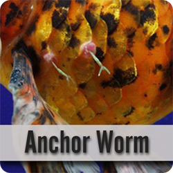 Anchor Worm