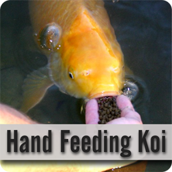 Hand Feeding Koi