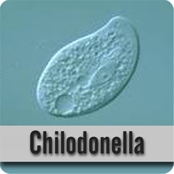 Chilodonella