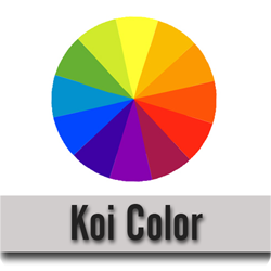 Koi Color