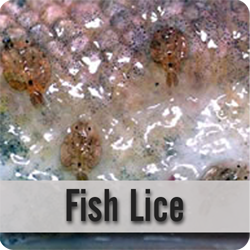 Fish Lice